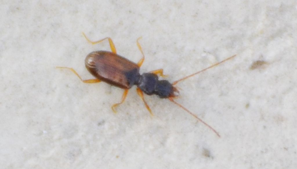 Thalassophilus longicornis, Carabidae